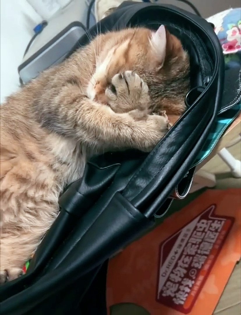 Cats|Cats funny|Cat