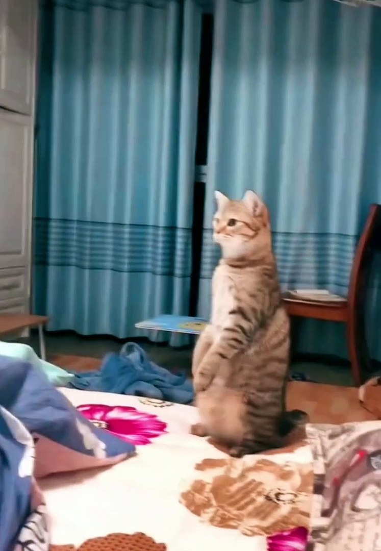 Cats|Cats funny|Cat