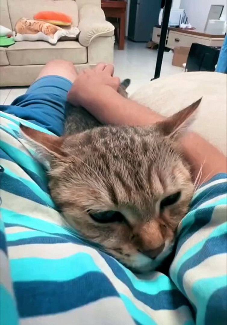 Cat|Cat Funny|Cats