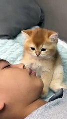 The_kitten_is_guarding_me_when_I_fall_asleep!_So_cute_and_funny._Click_to_watch_the_full_version