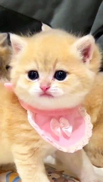 Cat child cate nice beautiful #naturalbeauty933 #beauty#natural#night#video#hotvideo#trendvideo#trending#videoforyou#news#sjortvideo