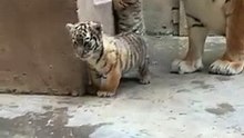 with mom #tigercub #tiger #kitten