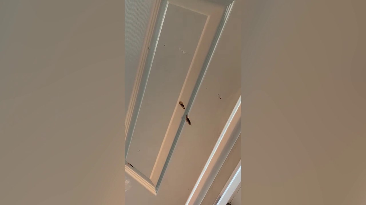 Man finds bullets holes in his home after police shot pets