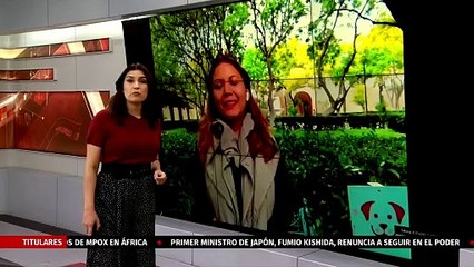 Abandonan 17 tortugas muertas dentro de contenedores con cal en Chihuahua