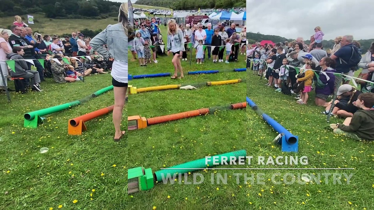 Ferret Racing