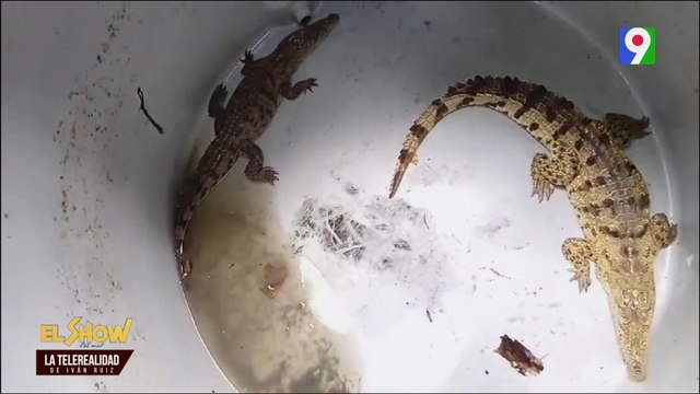 Encuentran criadero ilegal de cocodrilos en Moca | El Show del Mediodía