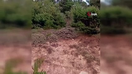 Nesli tükenmekte olan hayvana bakın ne yaptı!