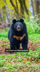 La Guerre des Loups Robot contre les Ours au Japon