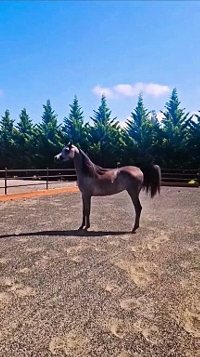 Beautiful Arabian Stallions Horse
