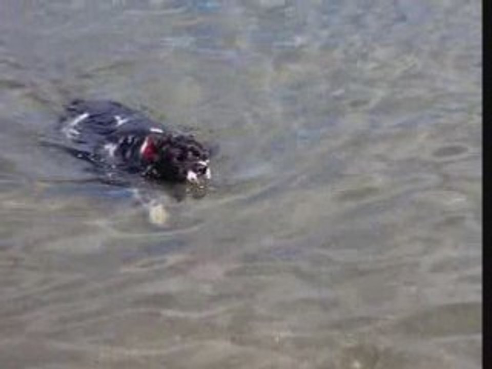 Shano Cazando patos_divx