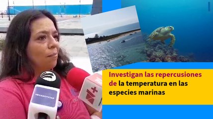 Investigan las repercusiones de la temperatura en las especies marinas