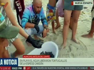 Nueva Esparta | Liberan tortuguillos de la especie "Cardón" en playa El Agua