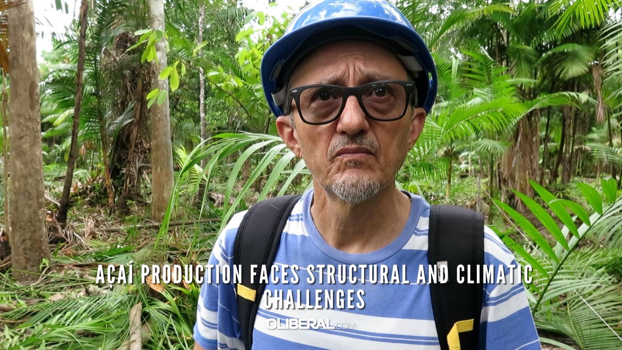 Açaí production faces structural and climatic challenges