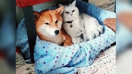 Funniest animal pets 2024/ funny cat video/ funny cute cat