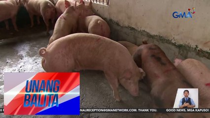 Pagpapabakuna kontra-ASF, sisimulan sa August 20 | Unang Balita