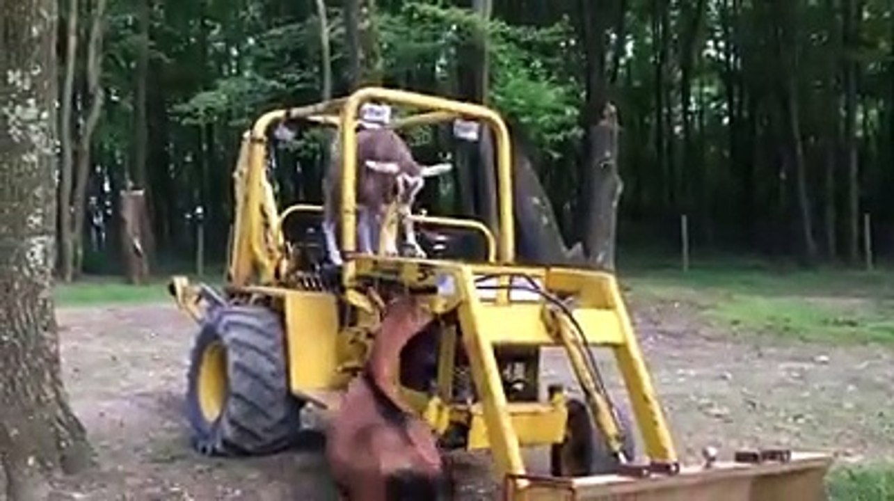 Funny_Pet1..._001