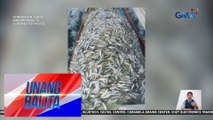 Mga nahuhuling tamban, abot sa 5 tonelada; presyo, bumaba dahil sa oversupply | Unang Balita