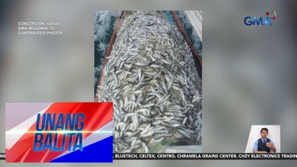 Mga nahuhuling tamban, abot sa 5 tonelada; presyo, bumaba dahil sa oversupply | Unang Balita