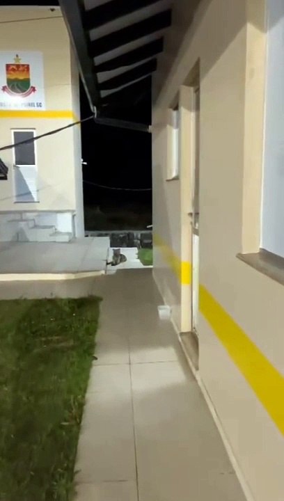 Raposa é vista "passeando" em posto da polícia em SC