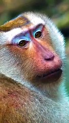 Animals & Birds Collection #SHORTS