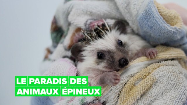 L'hôtel pour hérissons