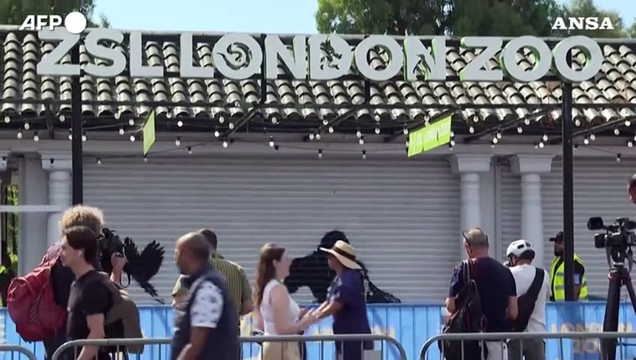 Londra, una nuova opera di Banksy scoperta allo zoo