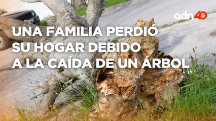 Desde el hogar que quedó deshecho por la caída de un árbol I Tu ciudad en tiempo real