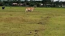 Our Alaminos Site