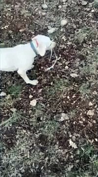 Esche avvelenate in Abruzzo: in 6 giorni morti 6 cani e due volpi. Anche gli orsi a rischio