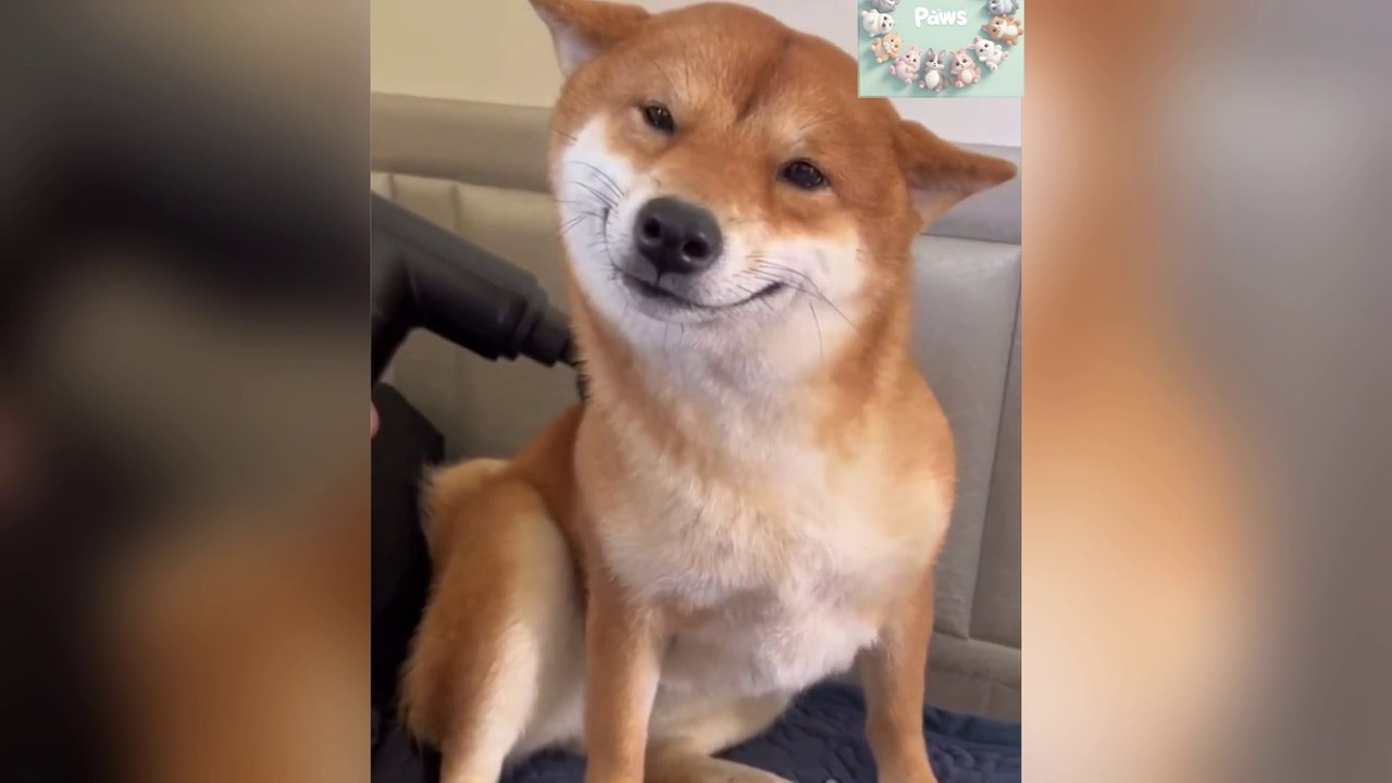 Funniest Animals here to make you LAUGH ALL DAY #16