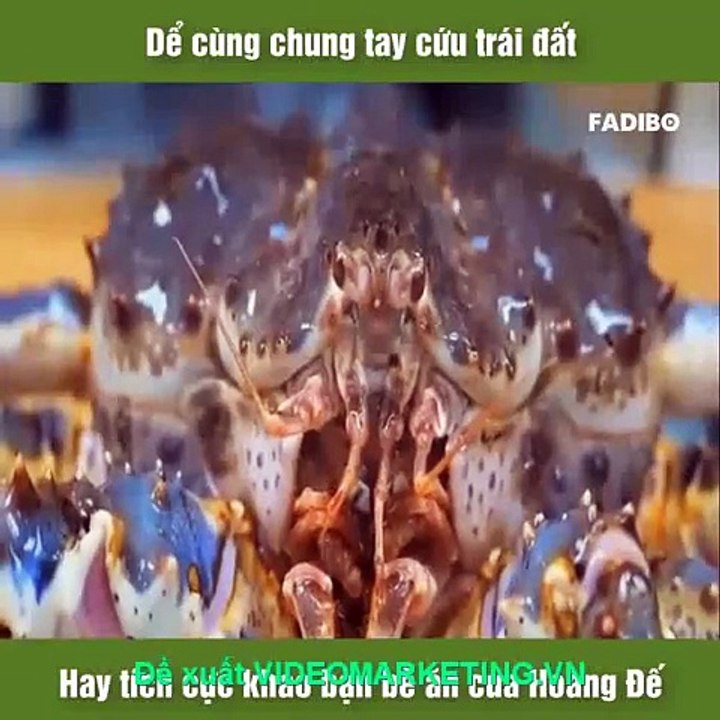 Video kiến thức về cua Hoàng đế
