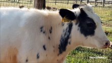 Vitelli Calves  Norcenni 14 Ottobre 2018