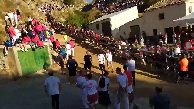 Sexto encierro del Pilón de Falces con una vaca escapada