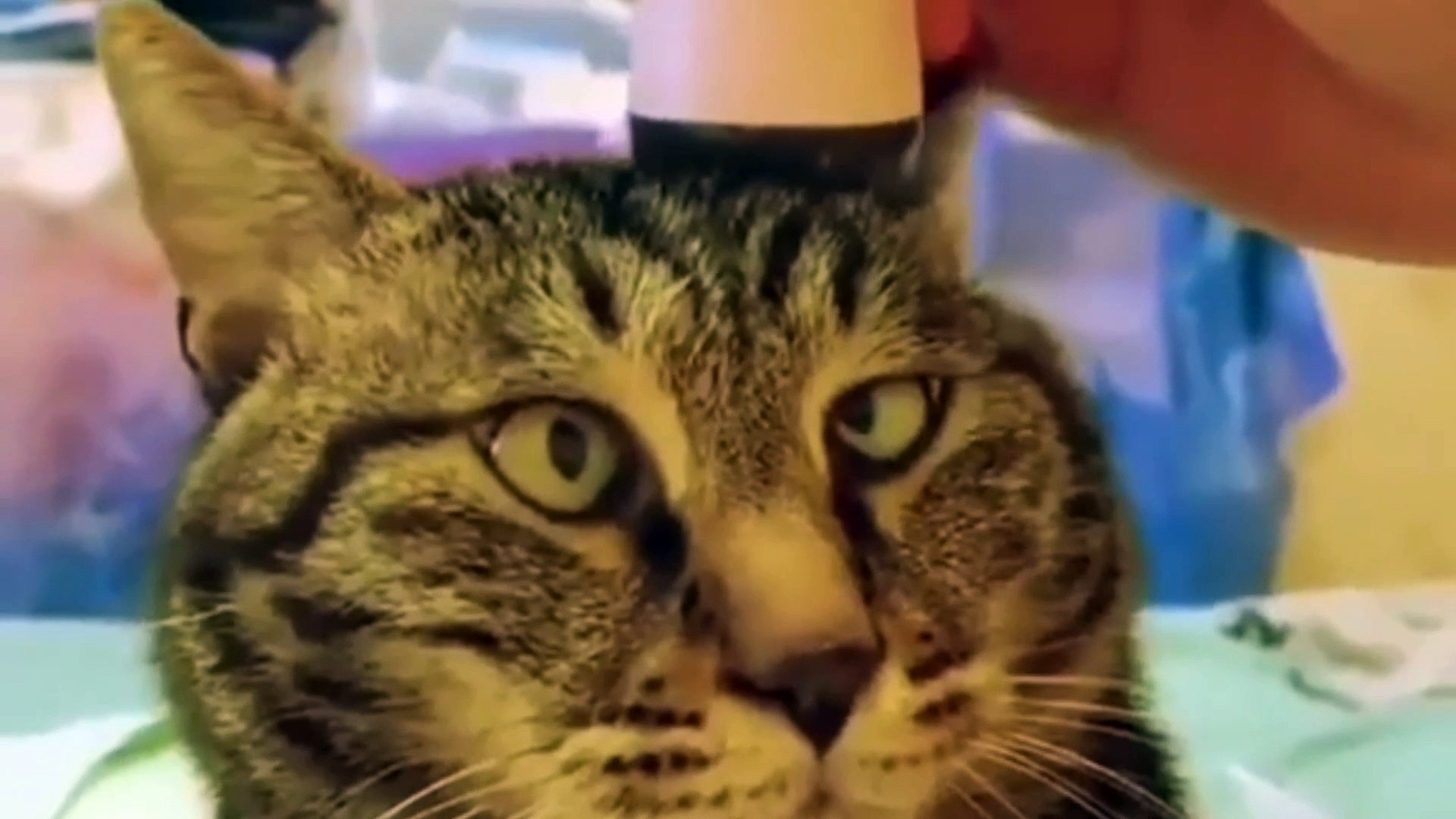 Cats Being Cats