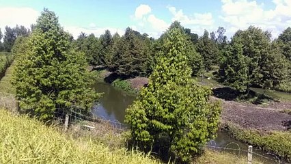 durian garden design - concevoir un jardin d'arbres durian - تصميم حديقة شجرة دوريان