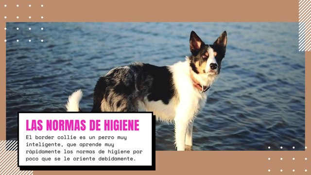 [#Podcast] El border collie - The border collie