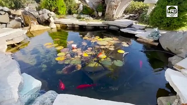 RAHASIA KOLAM KOI BERSIH & SEHAT HORBO KOI POND COMBI DRUM FILTER HYCM-B2C