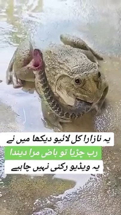 Amazing video
