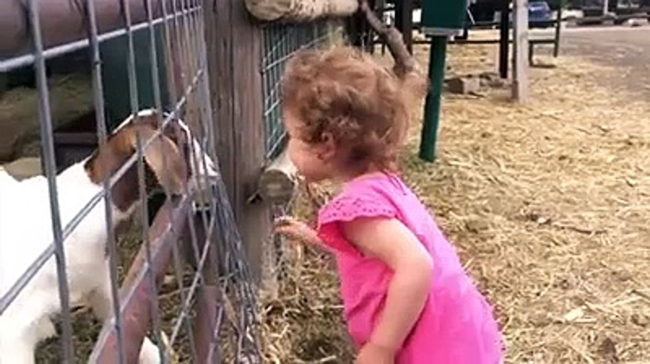 Funny_Pet1..._002