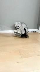 Proof- Cats are Liquid!