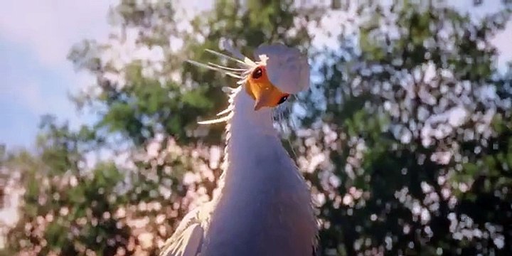 Flow, le chat qui n’avait plus peur de l’eau Bande-annonce VF
