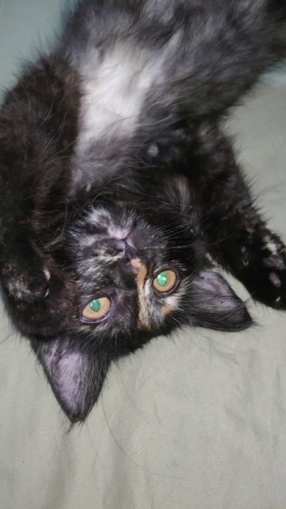 Funny cat clip #dailymotion #viral #trending #fyp