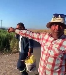 Kahramanmaraş’ta bir çiftçi: Marketlerde patlıcan 24,90 lira. Arazide beleş.