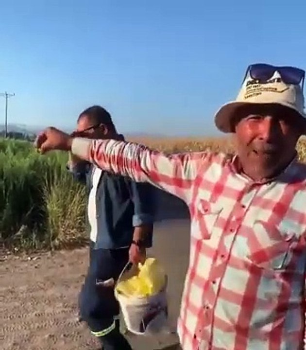 Kahramanmaraş’ta bir çiftçi: Marketlerde patlıcan 24,90 lira. Arazide beleş.