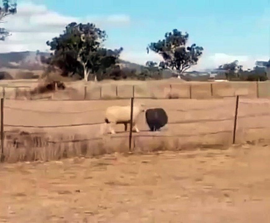 Dasar Sapi