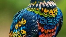 Beautiful Birds Videos