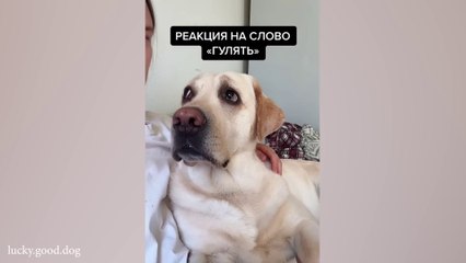 The Funniest Dogs of 2024  Funniest DOGS videos