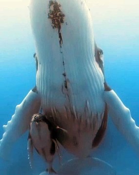 Marine Animals | Whales With Their Calf | Sea Life Explorer