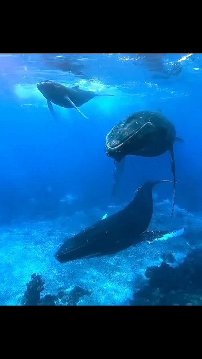 Marine Animals | Whales | Big Jaws | Bubble Hunt | Sea Life Explorer