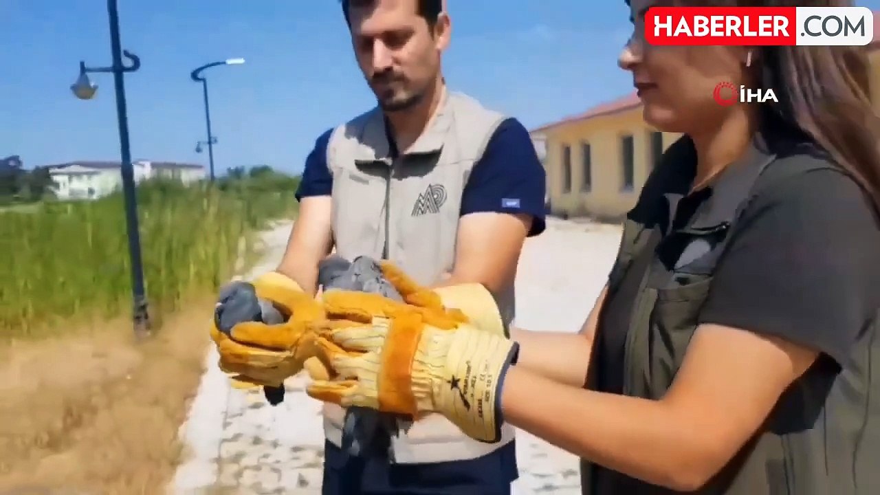Van'da tedavisi tamamlanan kuşlar doğaya salındı